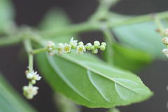 Sageretia filiformis